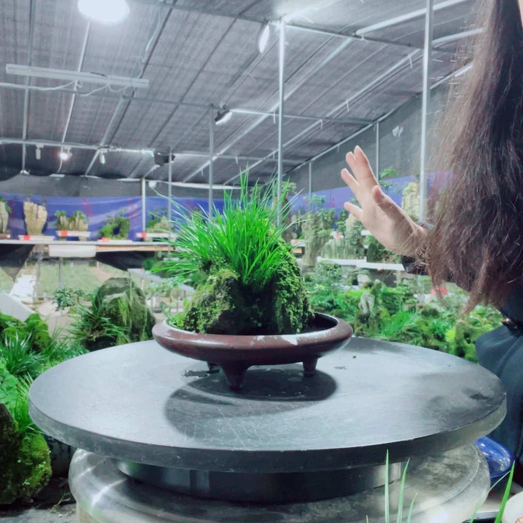 海***正当前无花栽培后可以开花