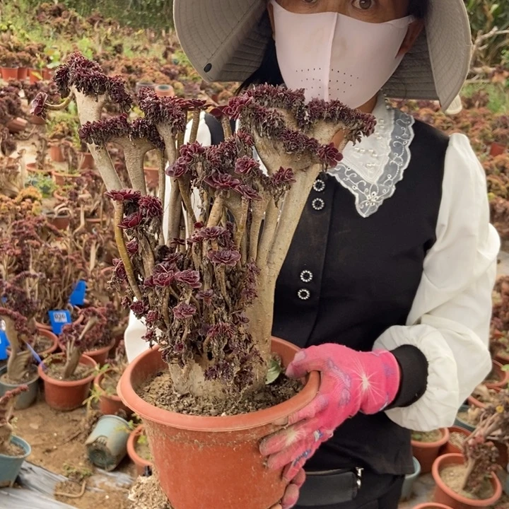 爱***灰B017黑缀化老桩老桩老桩