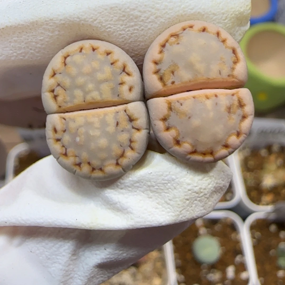 12.26.c216.9018清旧框福利