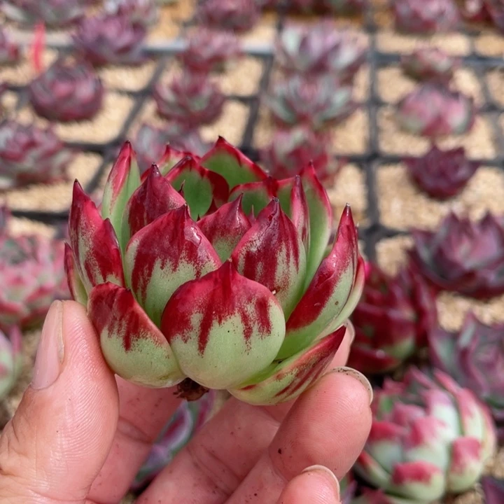 惊鸿仙子多肉植物5801