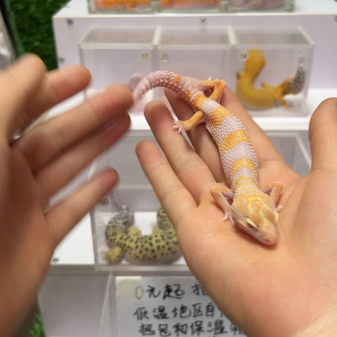 豹纹守宫豹纹守宫
