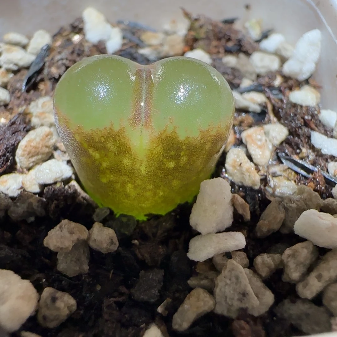 肉锥多肉植物百科4-温莎城堡334