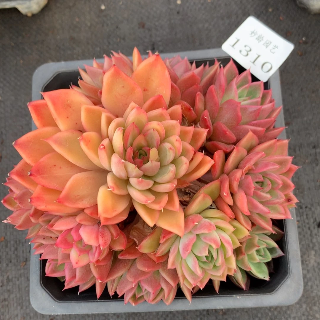 1310 杂交精品基地13厘米