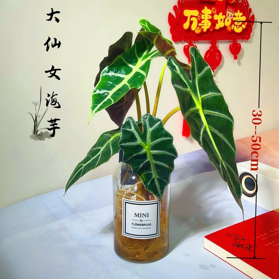 带玻璃瓶水培大仙女竹芋水培植物净化空气桌面盆栽喜阴植物室内