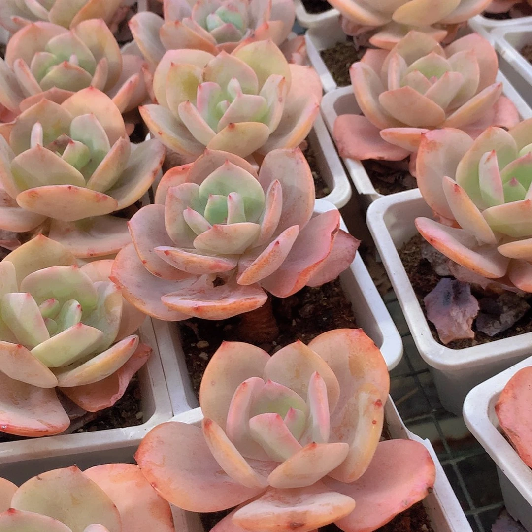 老庄白凤345rtyyuiiii7788