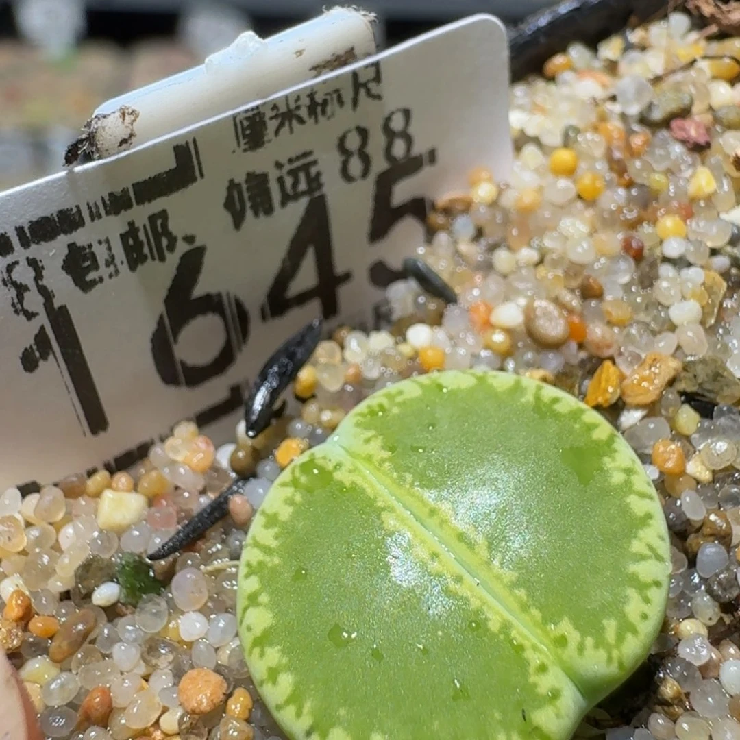 Ssss精品生石花1645