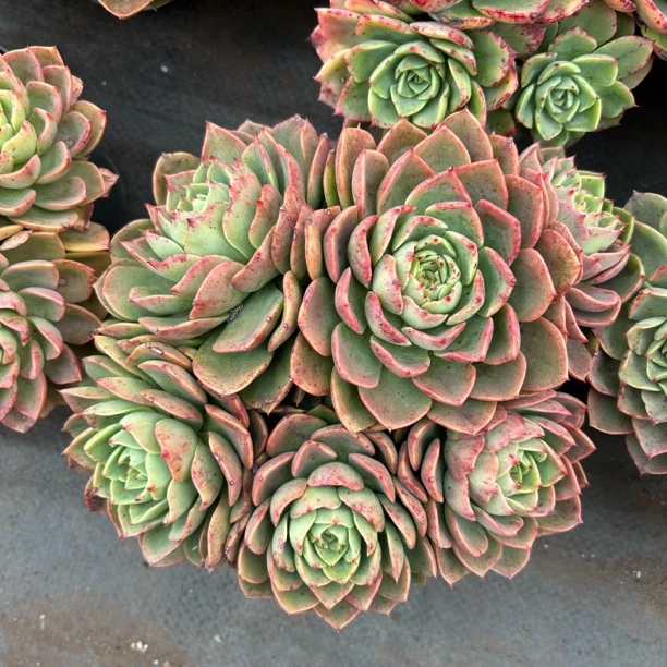 贝拉多娜   多肉