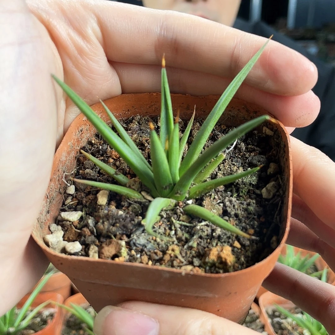 5.5cm棉花糖龙舌兰1颗