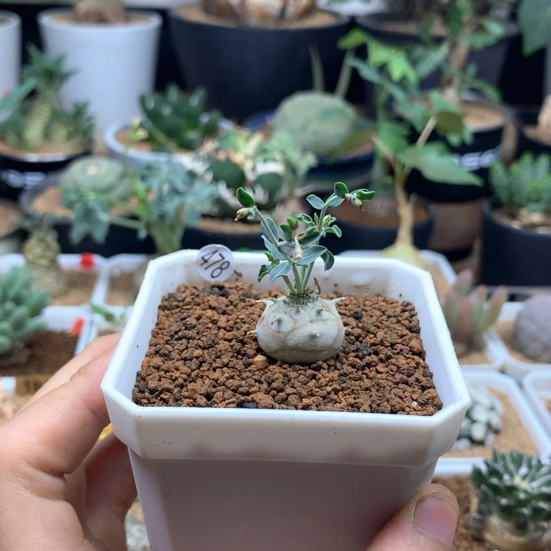 实生羊玉大戟母本多肉带盆1.9cm