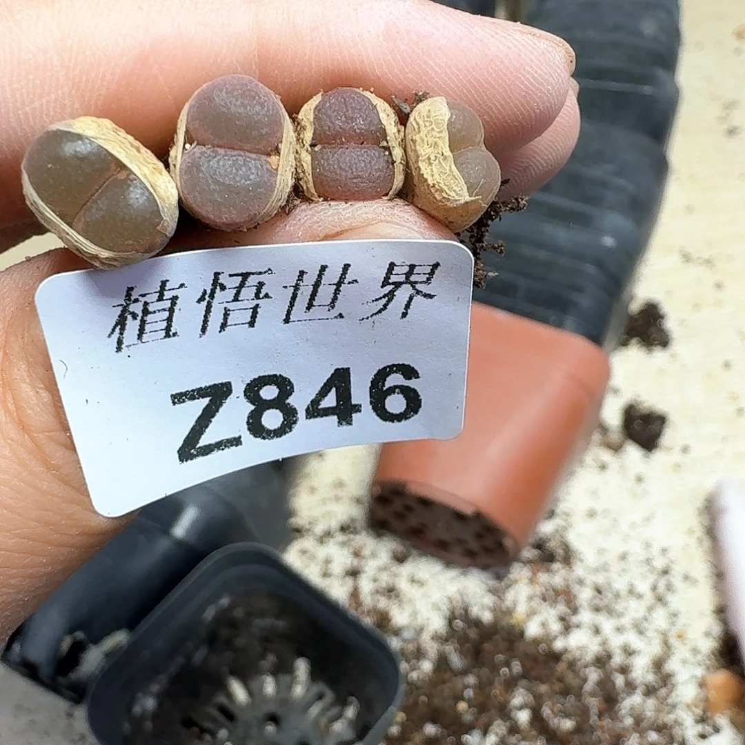 多肉植物多肉植物哇v