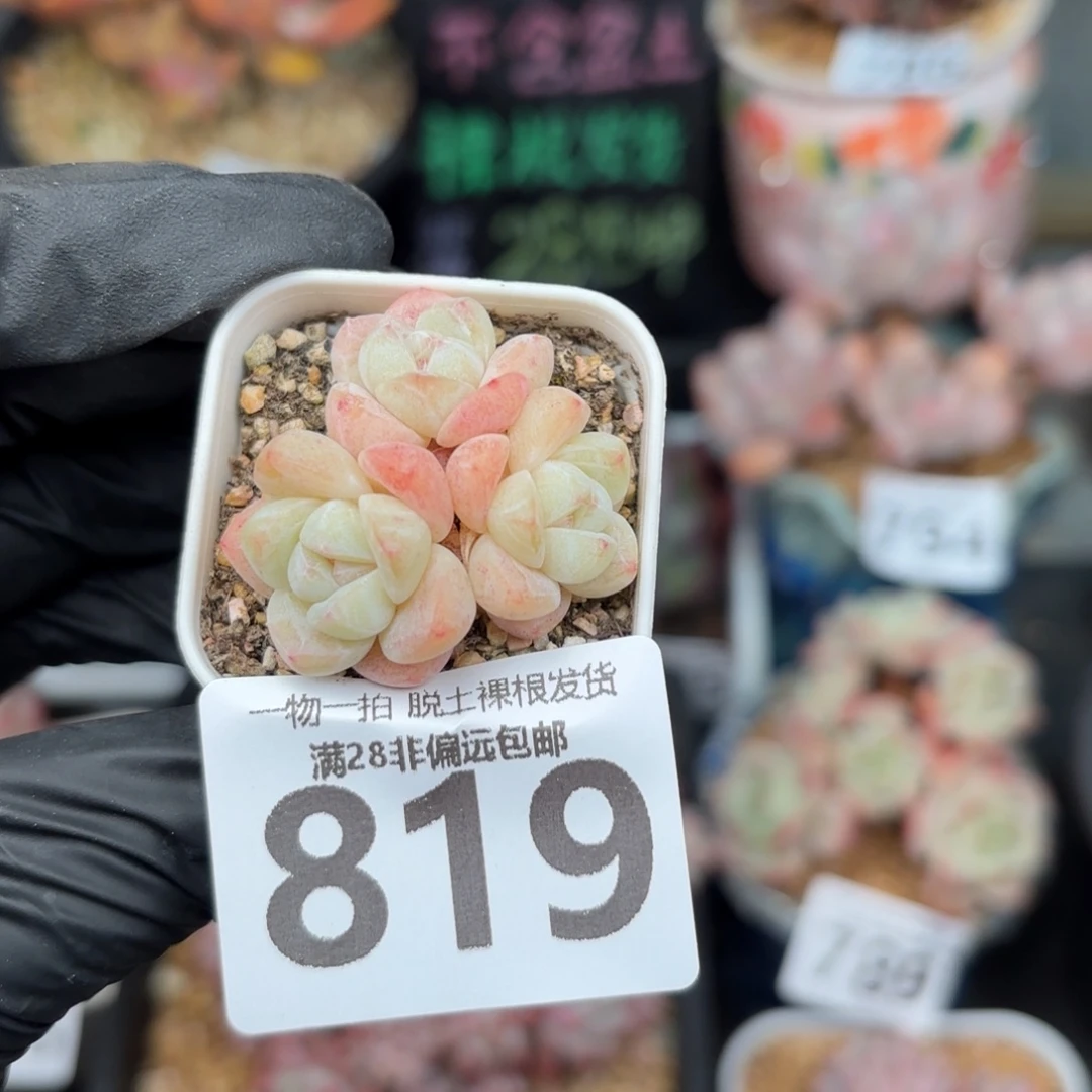 拇指冰玉带盆土发货