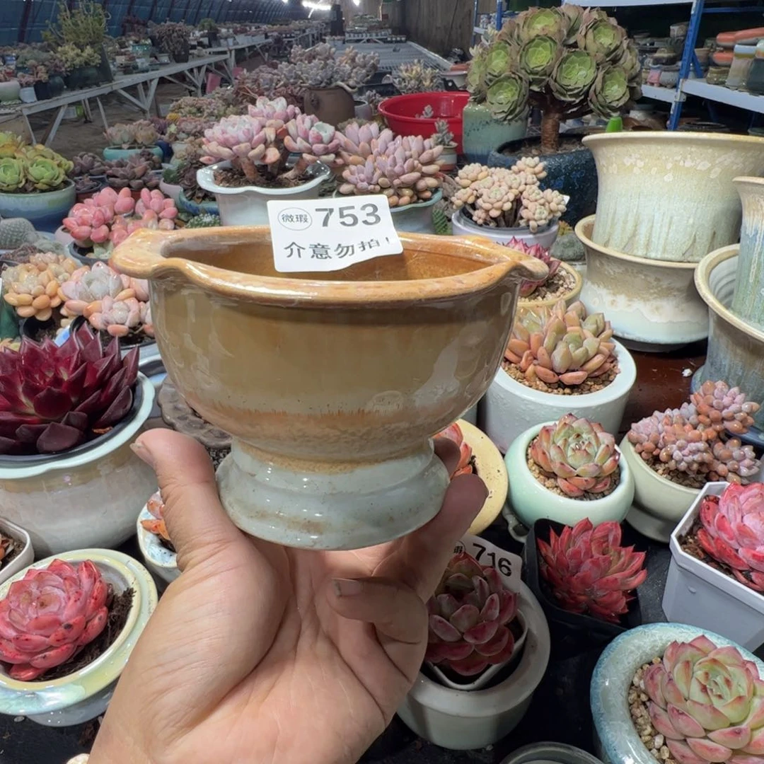 只随单或满50元发货 内口10