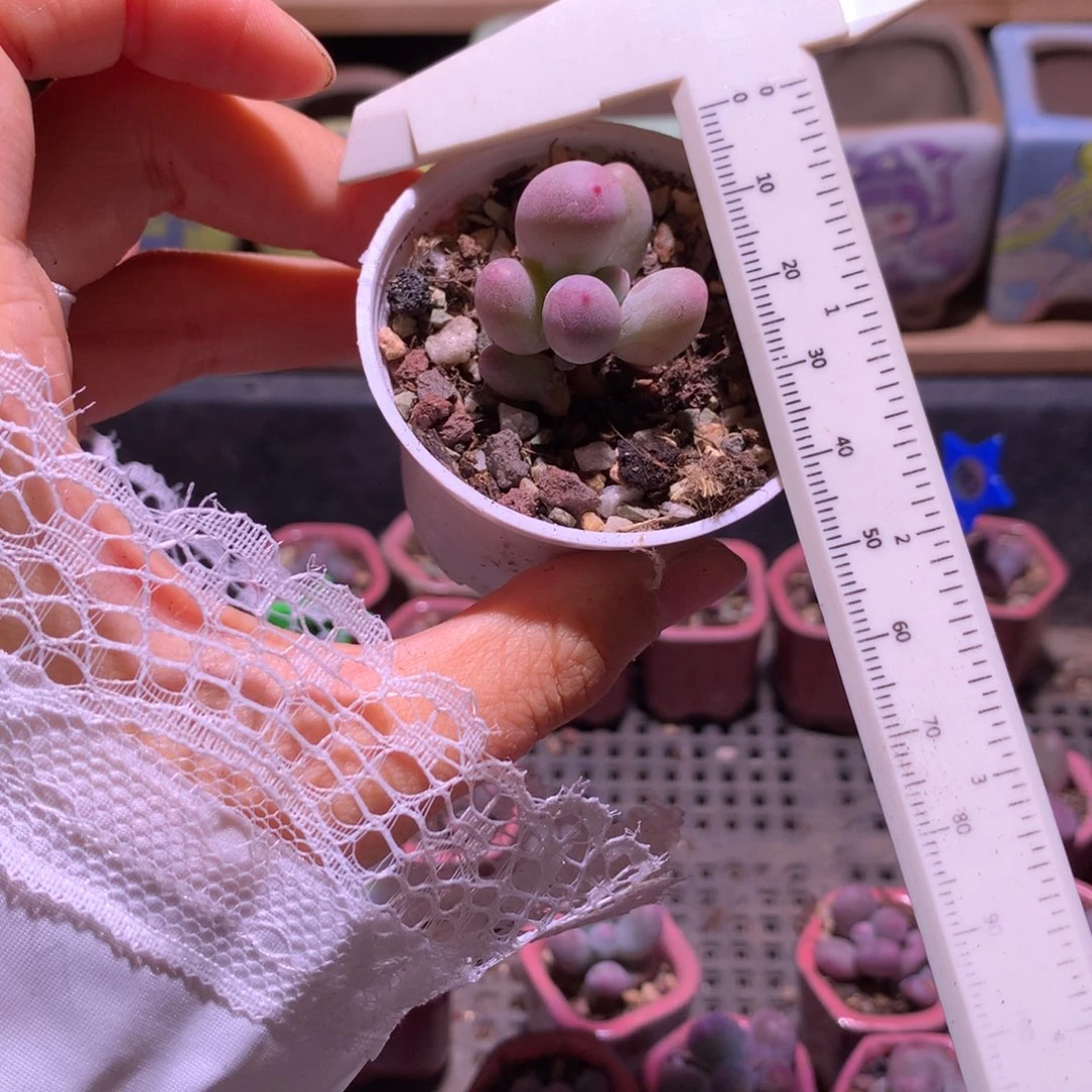 米可奶酪黄色透粉