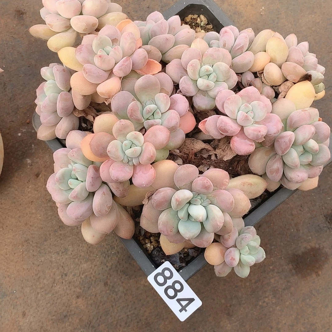 884 一物一拍多肉