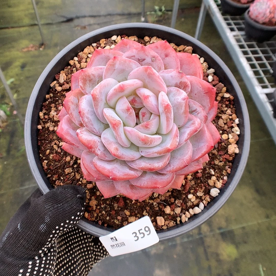 359梦露多肉植物666