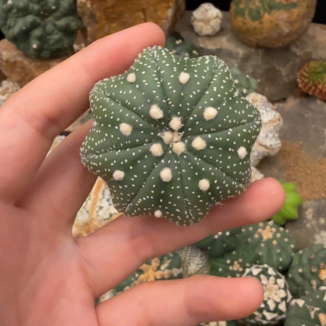 海星哈哈哈哈哈哈