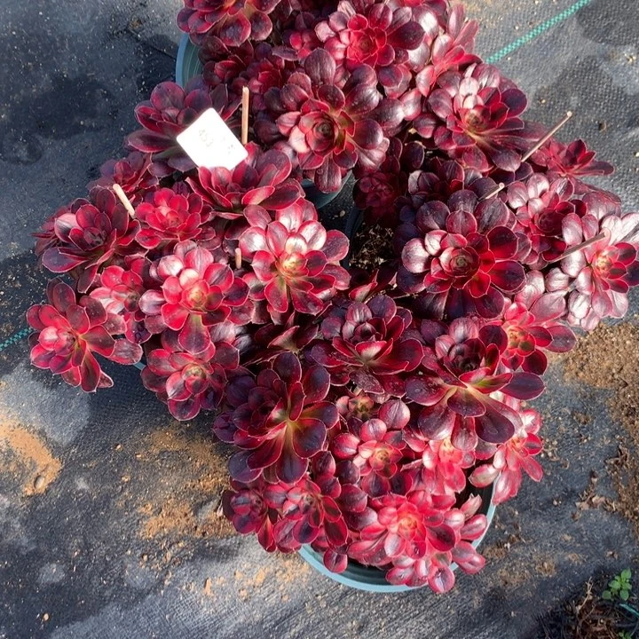 453香奈多肉4棵包邮