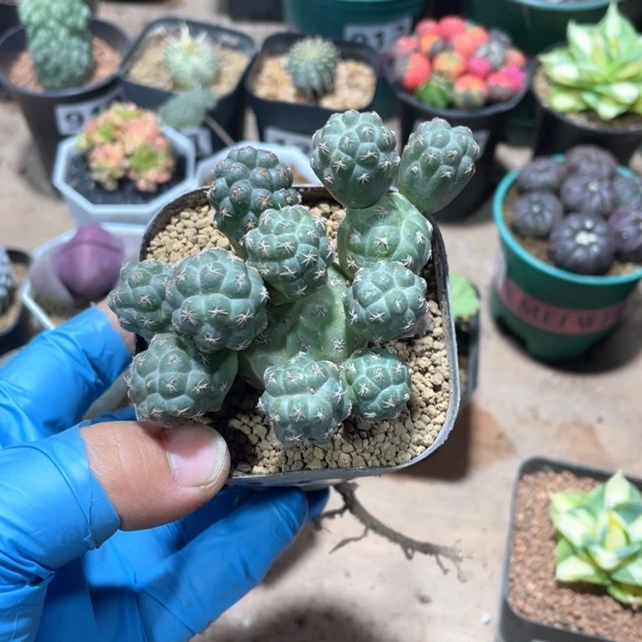 833足球团扇多头