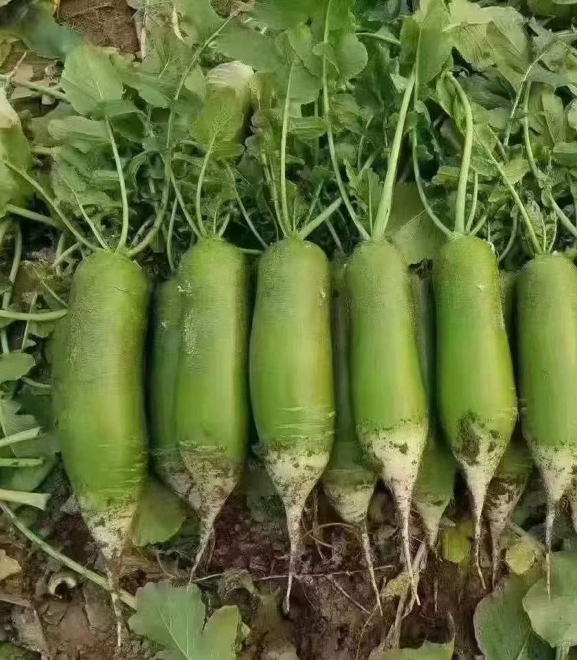 天津特产小沙窝萝卜