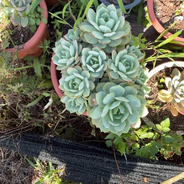 青***6恋曲。。。。。。。。。。。。。。。