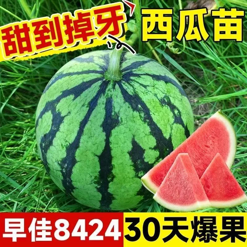 【包甜】8424西瓜苗冰糖麒麟美都西瓜秧苗庭院阳台种植秧苗大苗