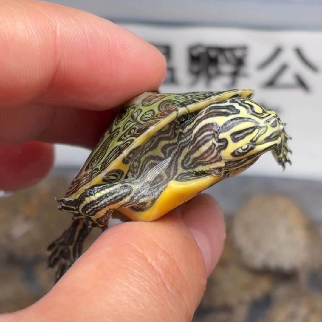 不分公母宠物龟A1盲僧火焰
