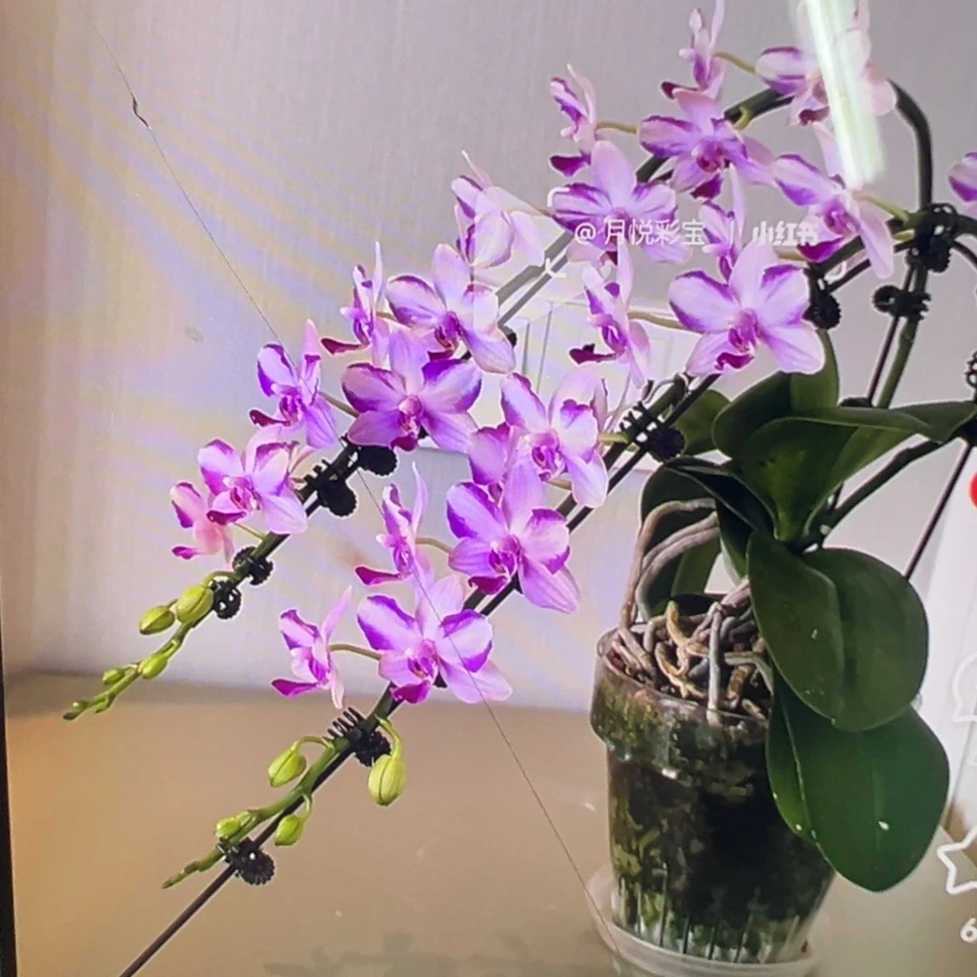 当前无花栽培后可以开花3寸大苗紫水晶没有花剑凑单发货
