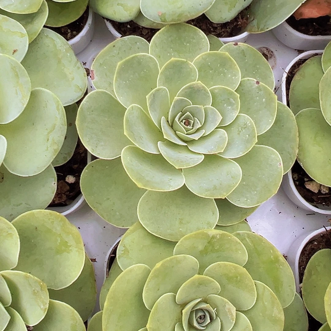 酒杯玫瑰19包邮多肉植物