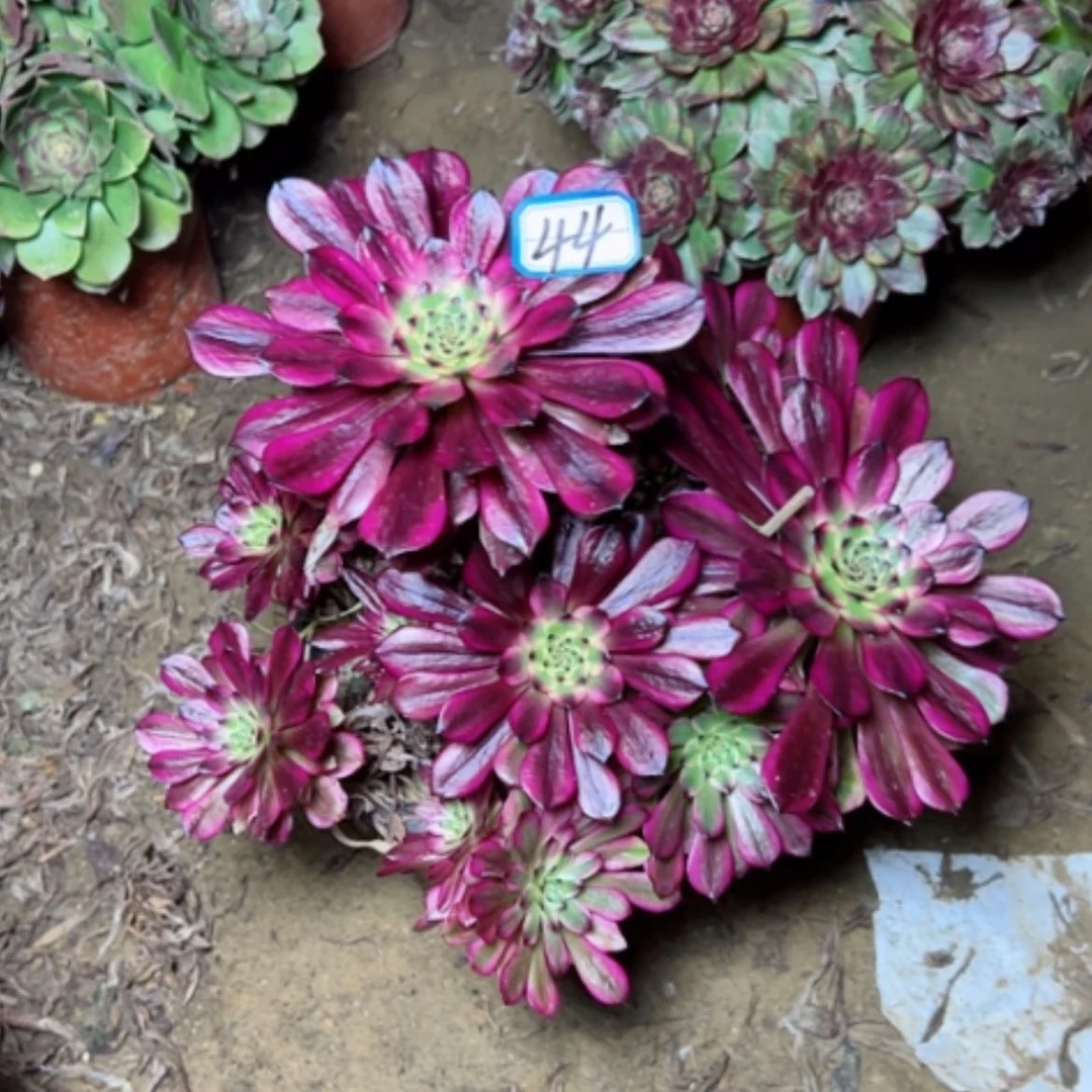 【闪购商品】用****天多肉植物不周正44