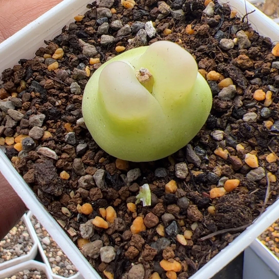 11.9大拉登多肉，39