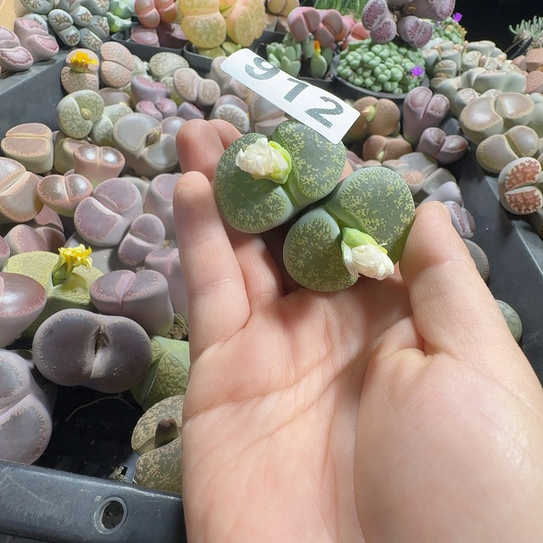 一***妈生石花一物一拍912