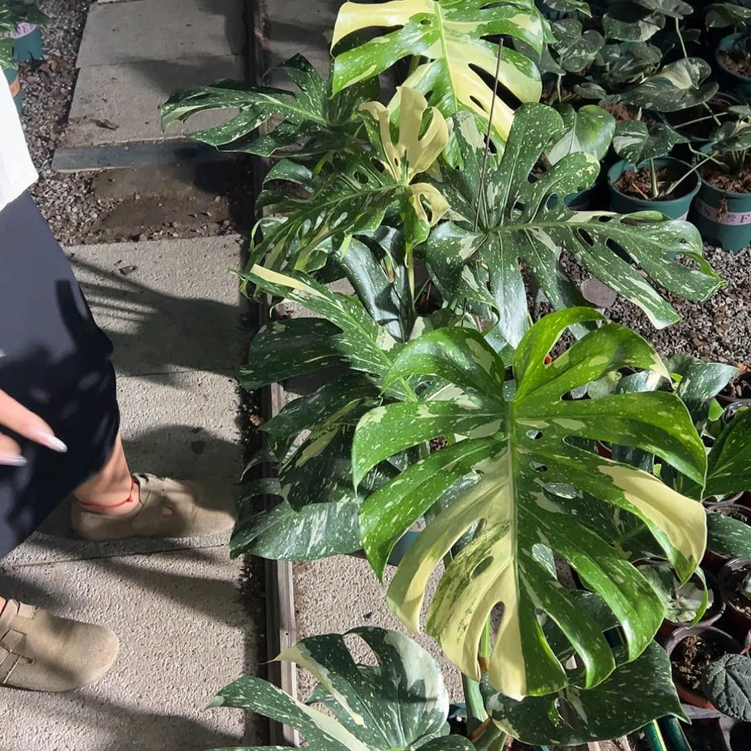 完全开放洒金原苗随机发货不售后