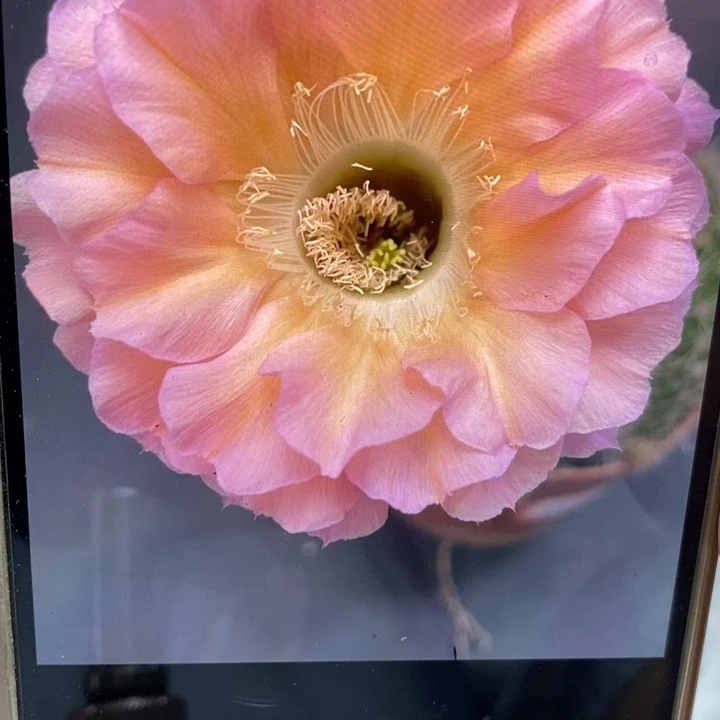 彩草100号8公分左右干皮