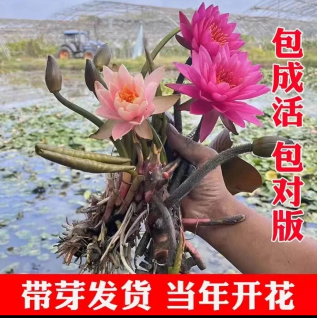 （瑞丰苗圃）大/小型睡莲带芽带花苞2-10月开花用于盆栽庭院鱼池
