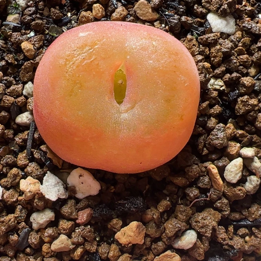 钱***钱多肉植物百科3655