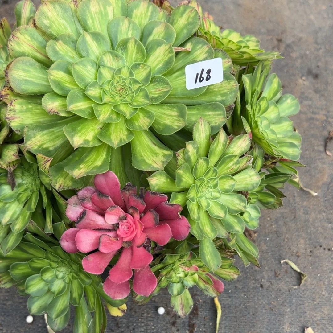 168知否多肉多肉多肉多肉