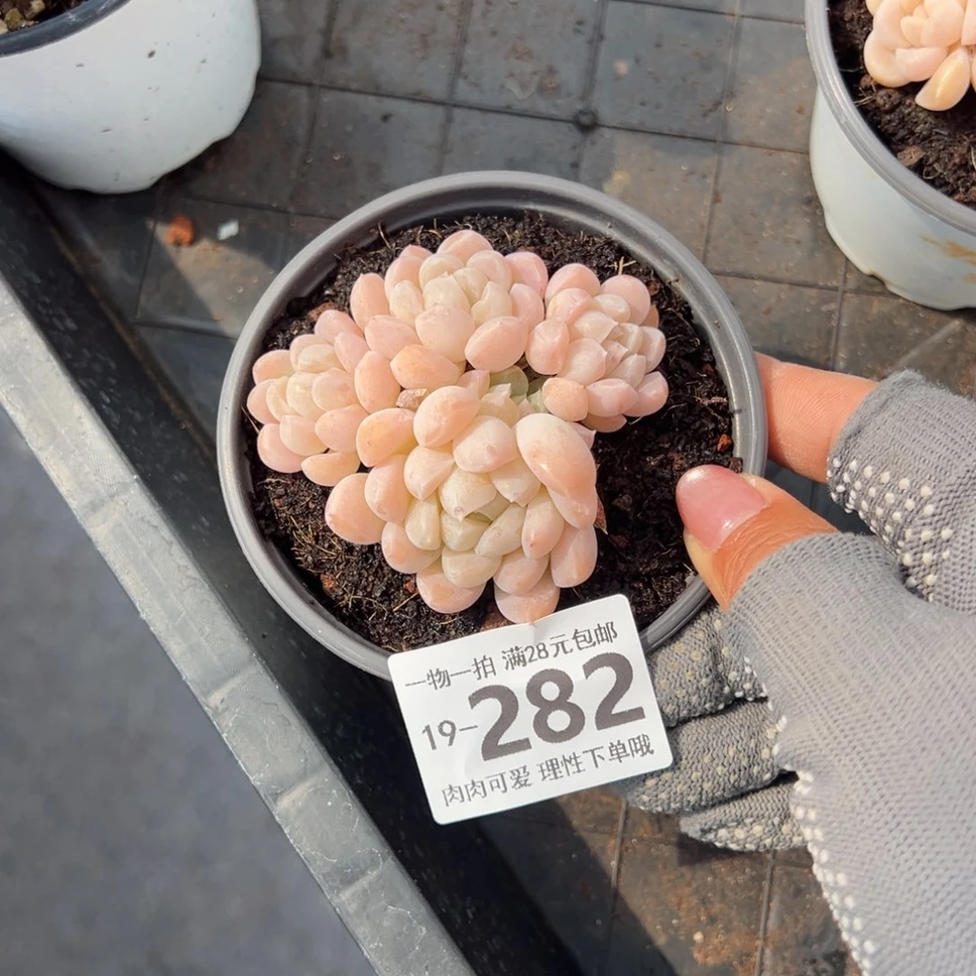 奶油美人多肉多肉多肉