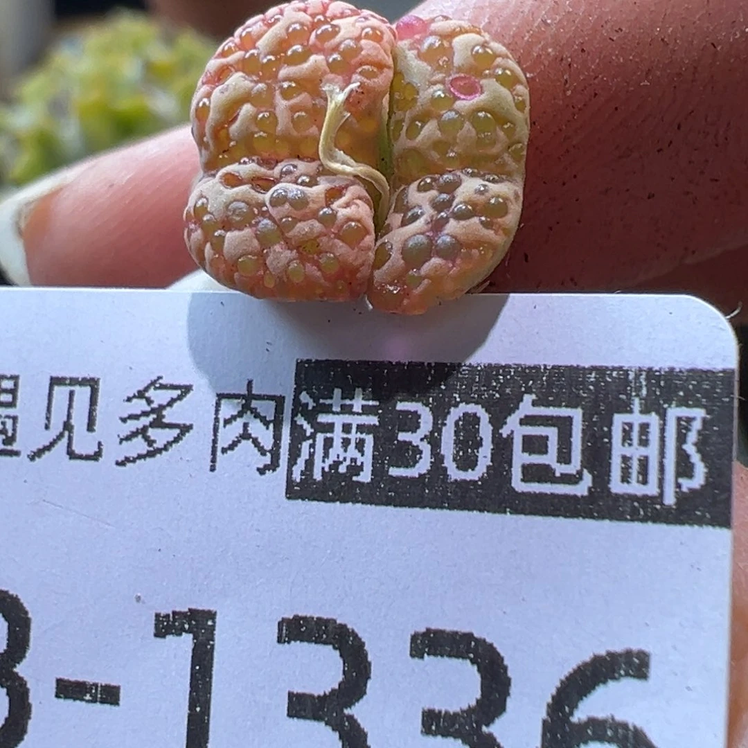 多肉植物111111111111