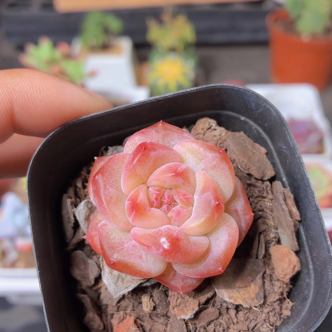 雪塔多肉9.9包邮发货