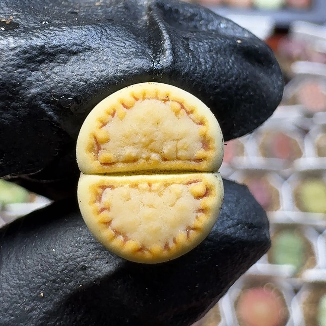 生石花1111111。   187