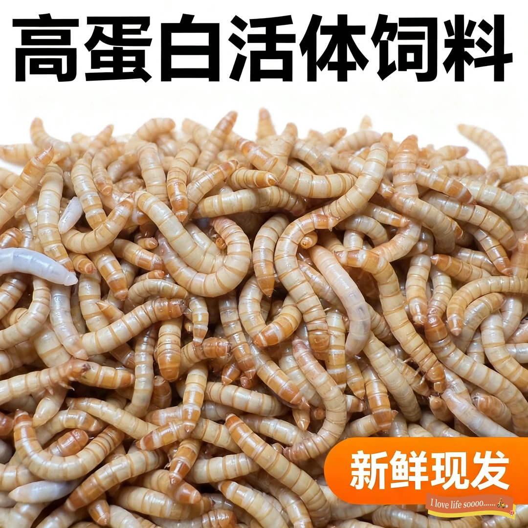 养殖场直销活体面包虫黄粉虫仓鼠蜘蛛蝎子乌龟等动物活饵饲料