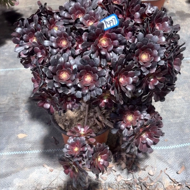 墨铜掐心朵朵1477一物一拍法师多肉