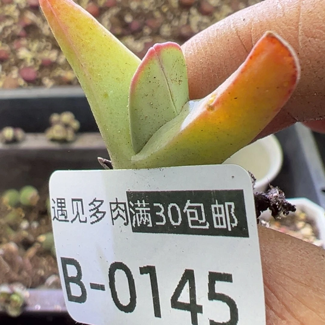 多肉植物11111111111111