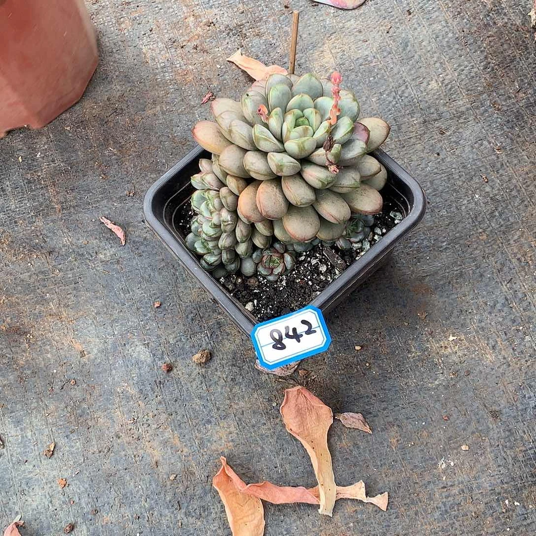 一物一拍多肉 842葡萄