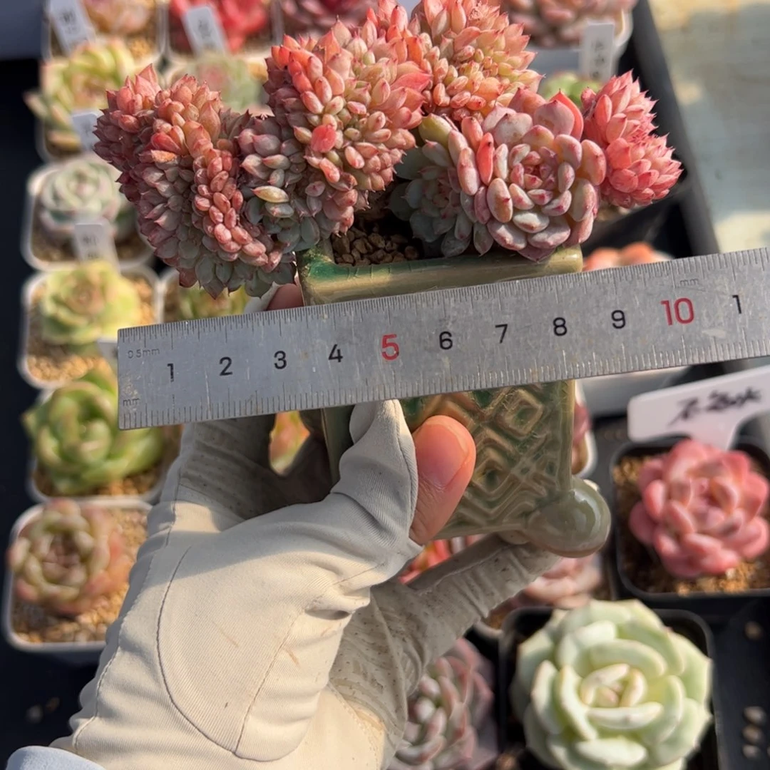 非***️061 多肉植物组合盆栽