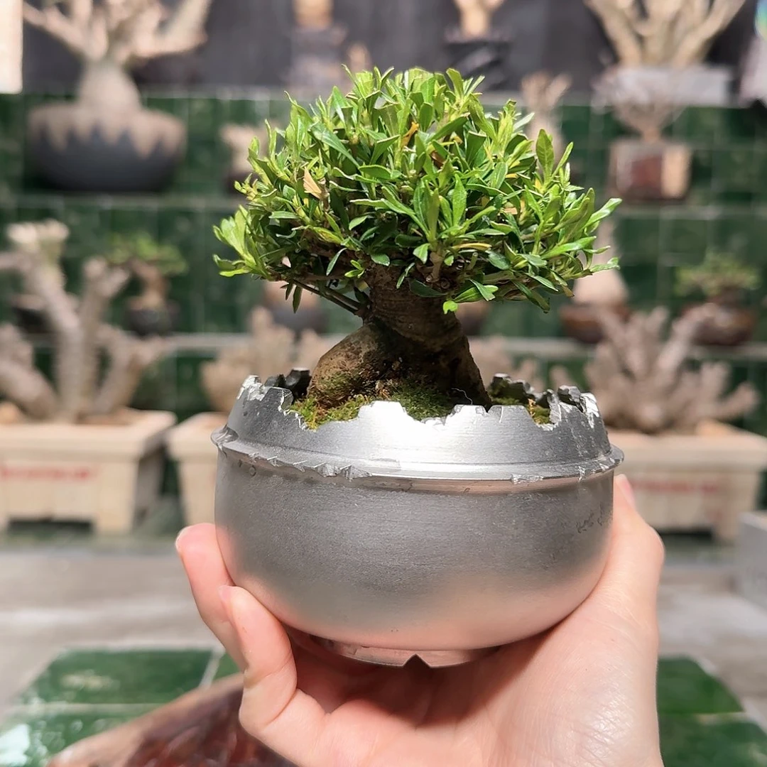 红陶喜黛玉栀子花 一物一拍02