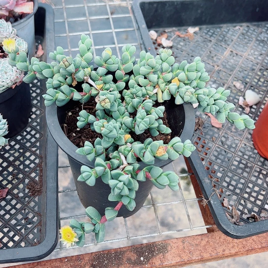 鹿角海棠整装整群