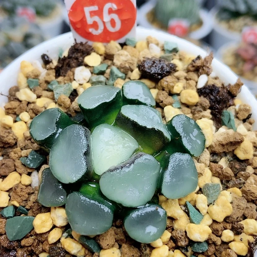 【闪购商品】56空门万象