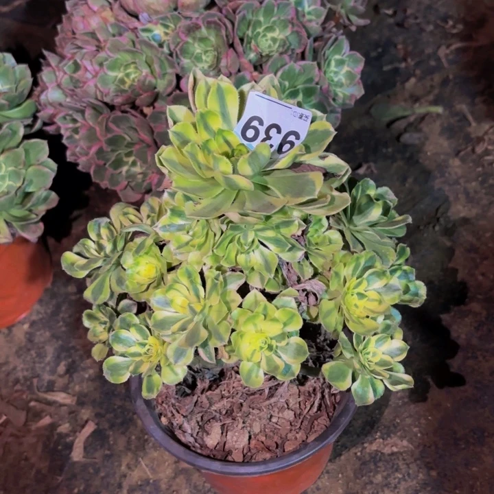 939白兰地多肉植物不售后