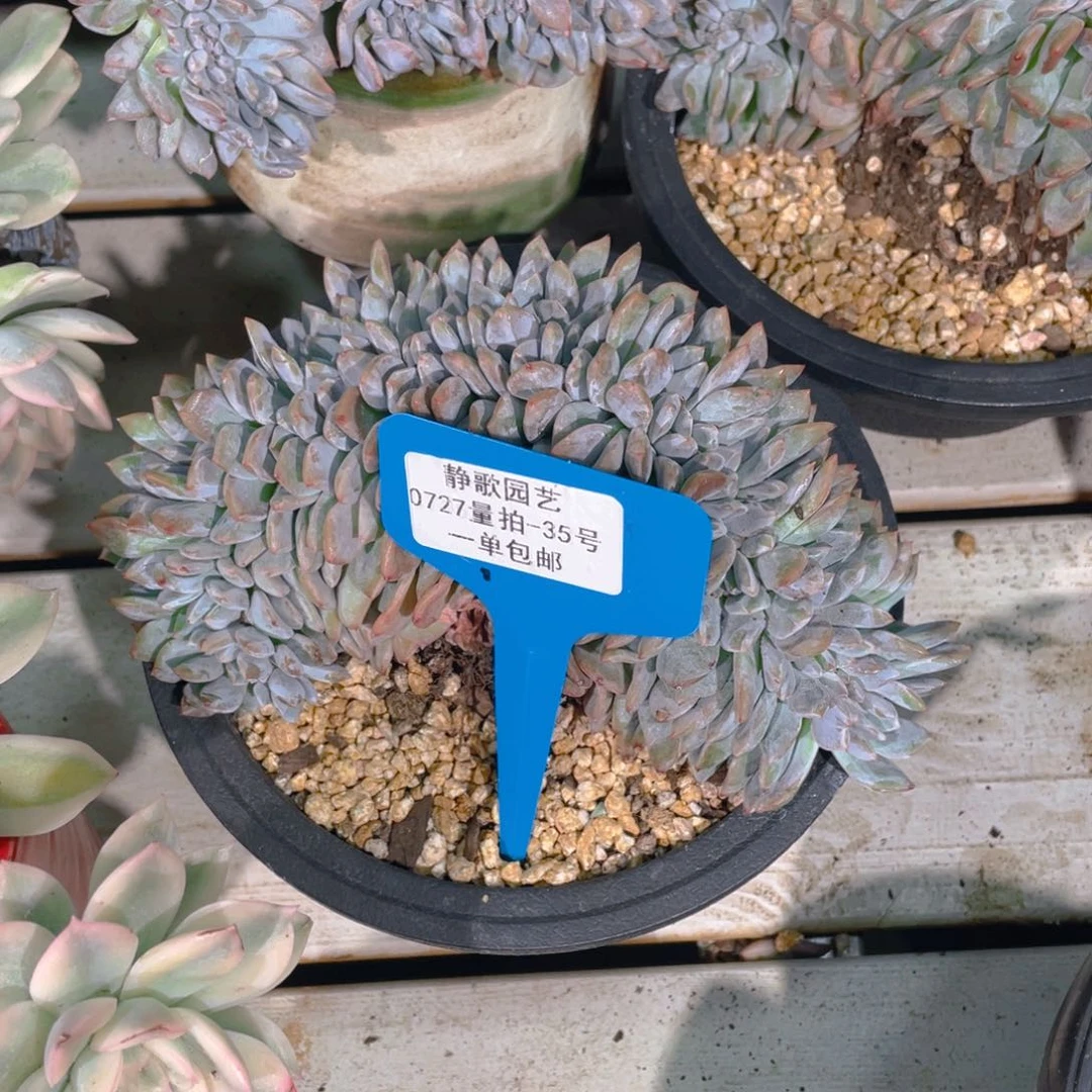 0727-35-带板星影缀化福利一颗量拍